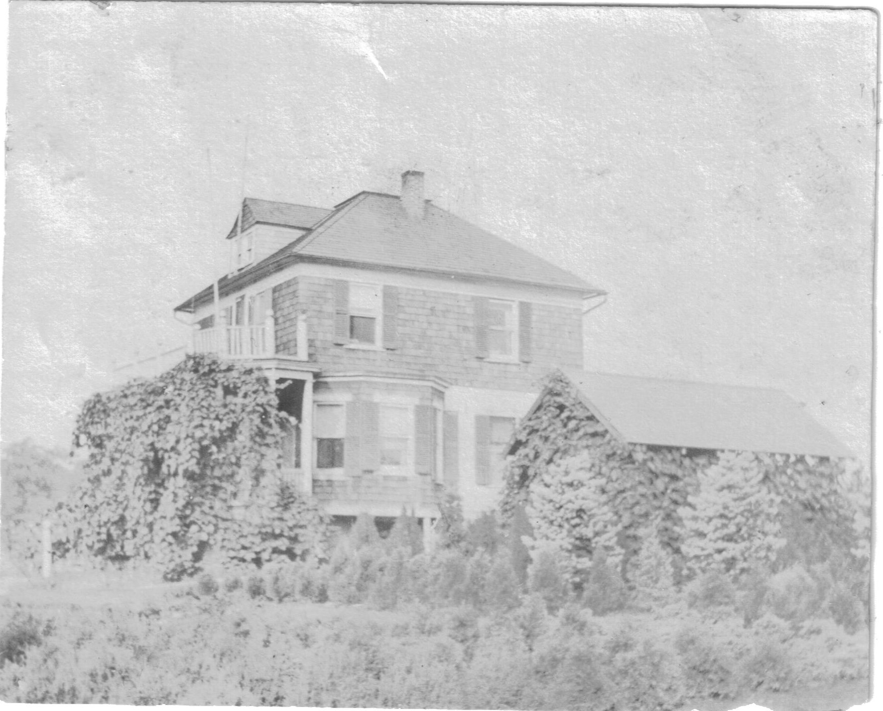 house surrounded by plants
